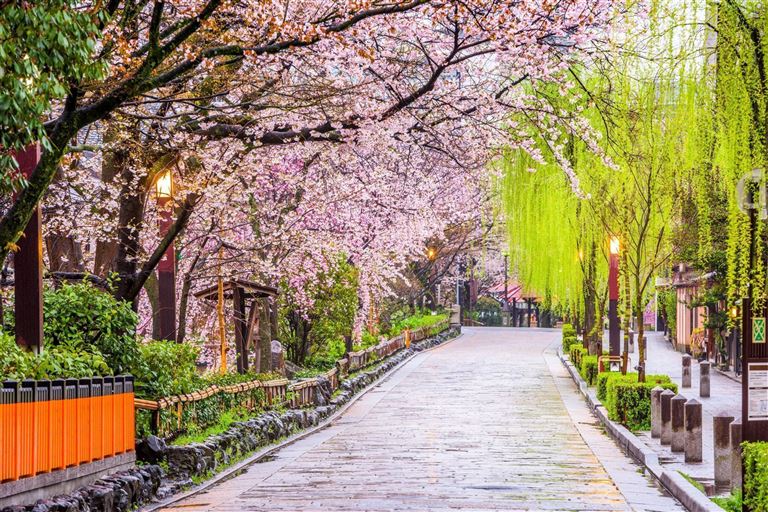 Japan Ginkgo ©Sean Pavone/istock